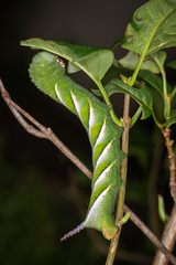 Psilogramma casuarinae