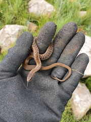 Amplorhinus multimaculatus