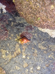 Nodopelagia brazieri