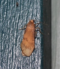 Lambula obliquilinea