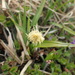 Carex krascheninnikovii - Photo (c) Оlga Сhernyagina, osa oikeuksista pidätetään (CC BY-NC), lähettänyt Оlga Сhernyagina