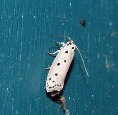 Ethmia heptasema