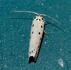 Ethmia heptasema