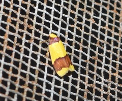 Heterallactis microchrysa