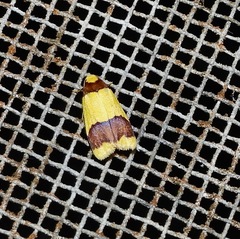 Heterallactis microchrysa