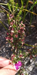 Erica hispidula