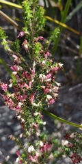 Erica hispidula