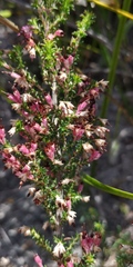 Erica hispidula