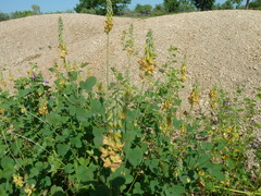 Crotalaria