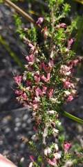 Erica hispidula