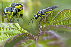 Rhogogaster picta