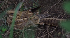 Caprimulgus clarus