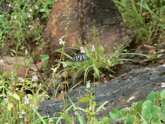 Tirumala limniace