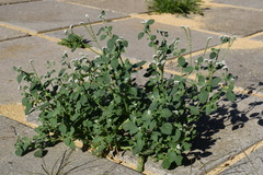 Heliotropium ellipticum