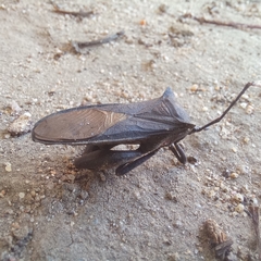 Anoplocnemis curvipes