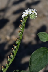 Heliotropium ellipticum