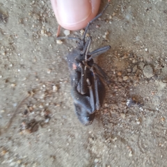 Anoplocnemis curvipes