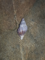 Agnewia tritoniformis