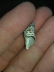 Agnewia tritoniformis