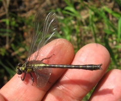 Hylogomphus adelphus