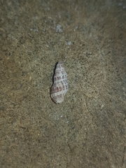 Maculotriton serriale