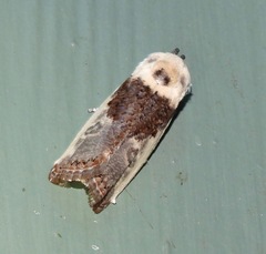 Cryptophasa albacosta