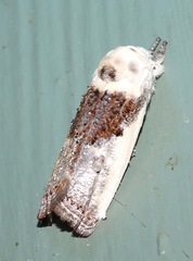 Cryptophasa albacosta