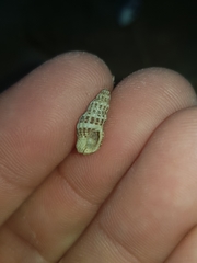 Maculotriton serriale