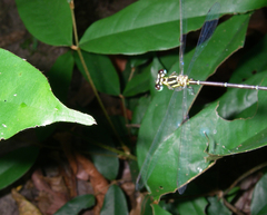 Coeliccia didyma