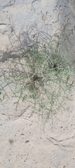 Erucaria rostrata