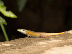 Trachylepis quinquetaeniata
