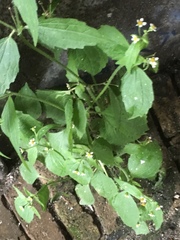 Galinsoga quadriradiata