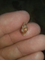 Phycothais reticulata