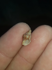 Phycothais reticulata