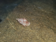 Phycothais reticulata