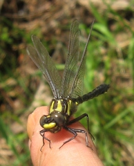 Hylogomphus adelphus