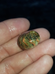 Nerita erythrostoma
