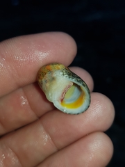Nerita erythrostoma