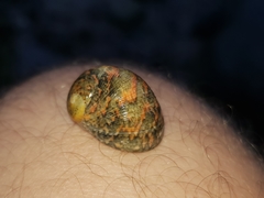 Nerita erythrostoma