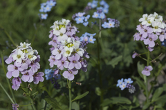 Cardamine raphanifolia acris