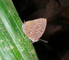 Arhopala democritus