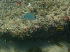 Diplodus capensis