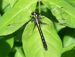 Hylogomphus adelphus