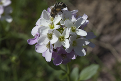 Cardamine raphanifolia acris