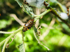 Deraeocoris olivaceus
