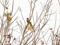 Heterophasia capistrata