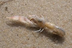 Trypaea australiensis