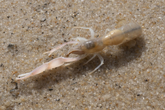 Trypaea australiensis