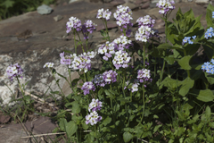 Cardamine raphanifolia acris
