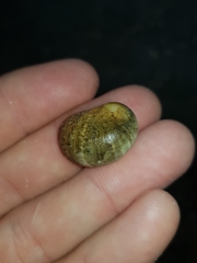 Nerita erythrostoma
